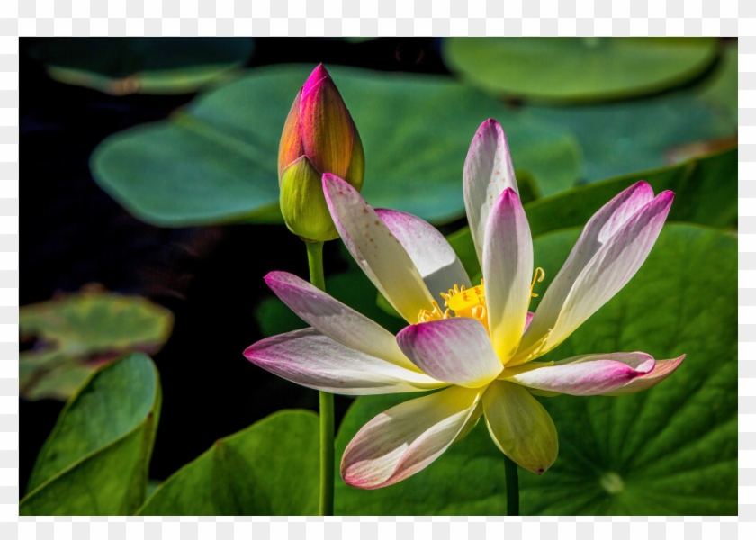 The Shop - Sacred Lotus Clipart #1598378