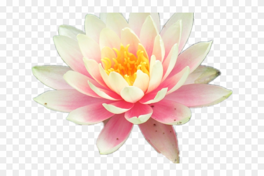 Sacred Lotus Clipart #1598437