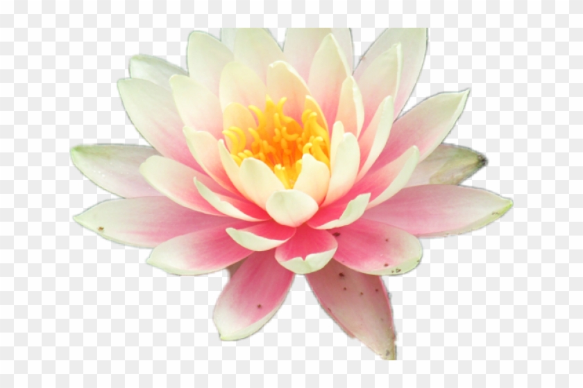 Sacred Lotus Clipart