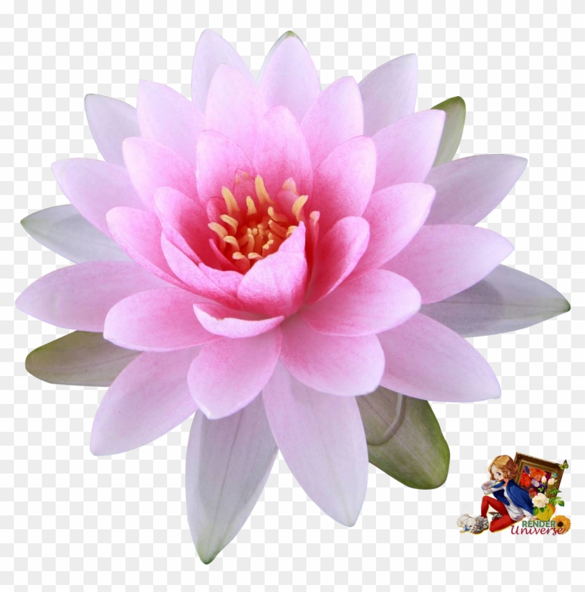 Water Lily - Flower Wallpaper For Iphone 7 Clipart #1598476