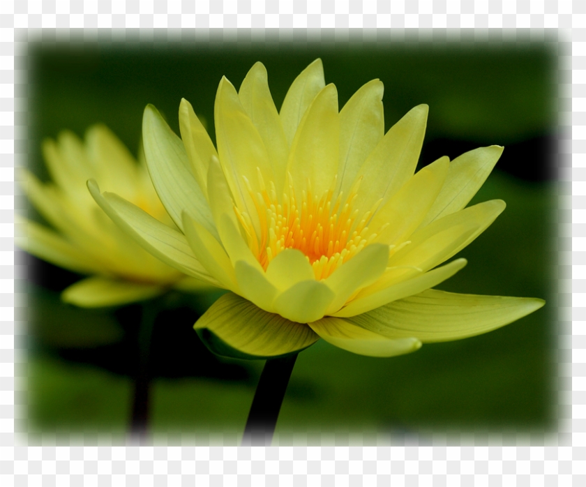 Waterlily Charlene Strawn - Sacred Lotus Clipart