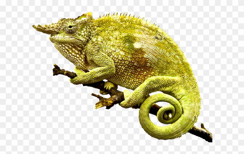 Chameleon Png Photo - Chameleon Png Clipart