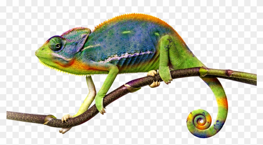 Chameleon Png File - Chameleon Png Clipart #1599246