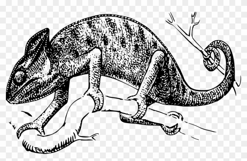 Chameleon Clip Art - Png Download