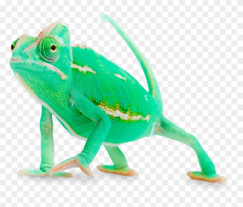 Chameleon Png - Survey Monkey Chameleon Clipart