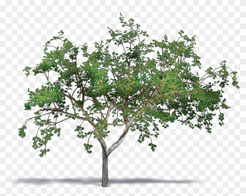 Almond Png , Png Download Clipart