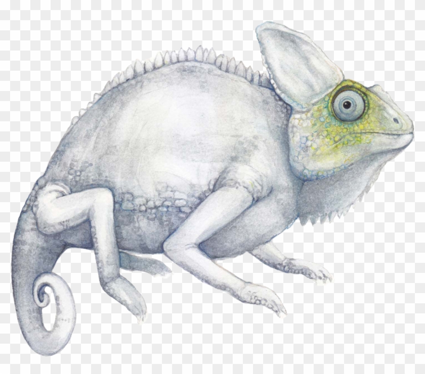 Albino Chameleon Clipart