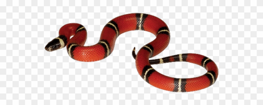 Gucci Clipart Corn Snake - Milksnake - Png Download