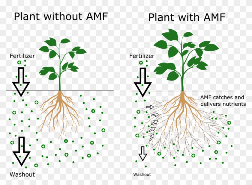 This Symbiosis Is Nature´s Solution For Scarce Nutrients Clipart #160353
