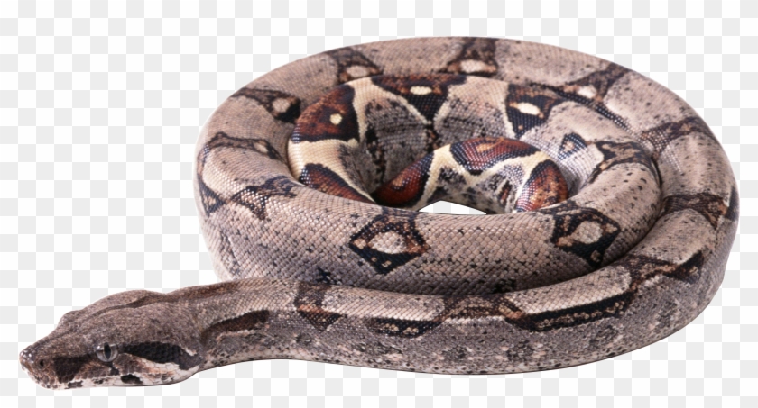 Snake Twenty-one - Boa Constrictor Clear Background Clipart #160451