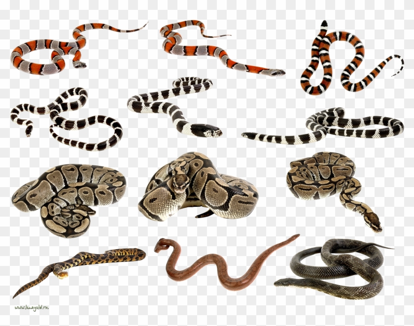 Snakes Png - Snakes Clipart #160774