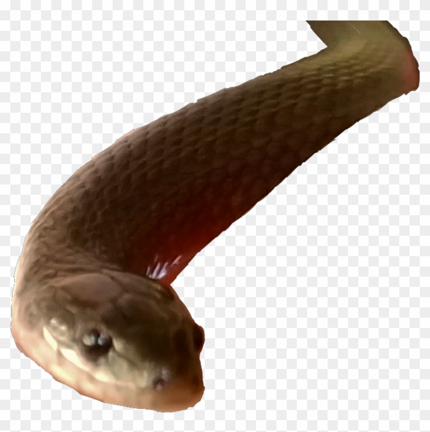 Sticker Snake Grasssnake Slither Reptile - Snake Editing Clipart #160904