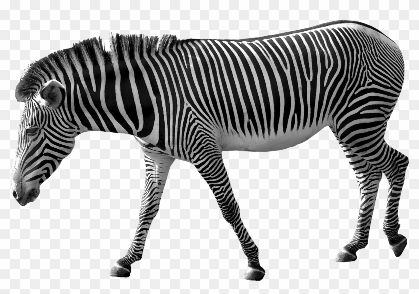 Zebra Png Image - Zebra Png Clipart #160949
