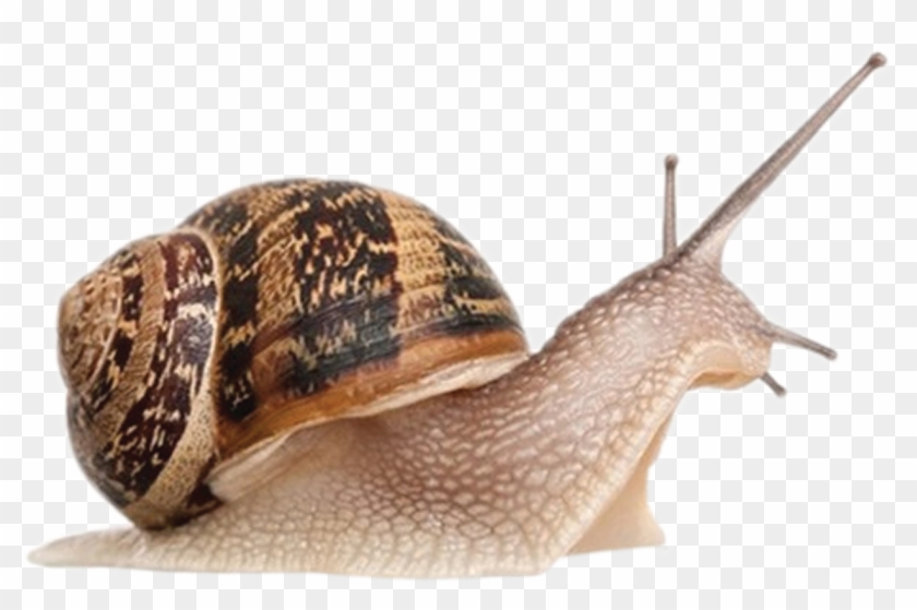 Snail Close Up Png - Snail Png Clipart #160951