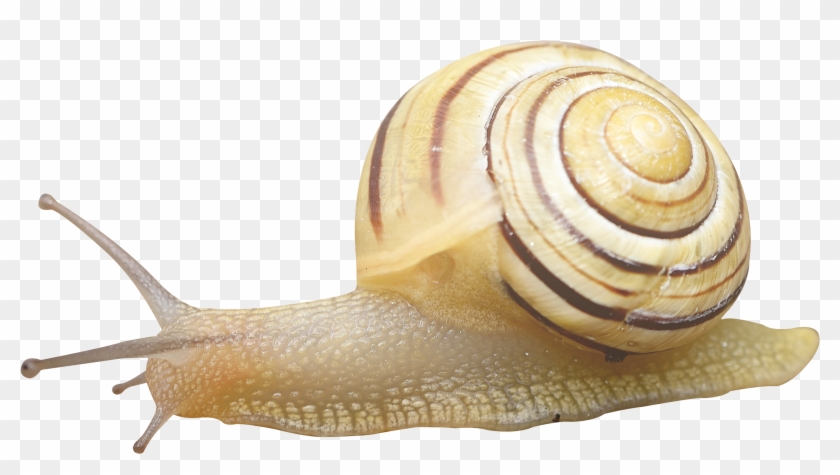 Snail Transparent Clipart #161131