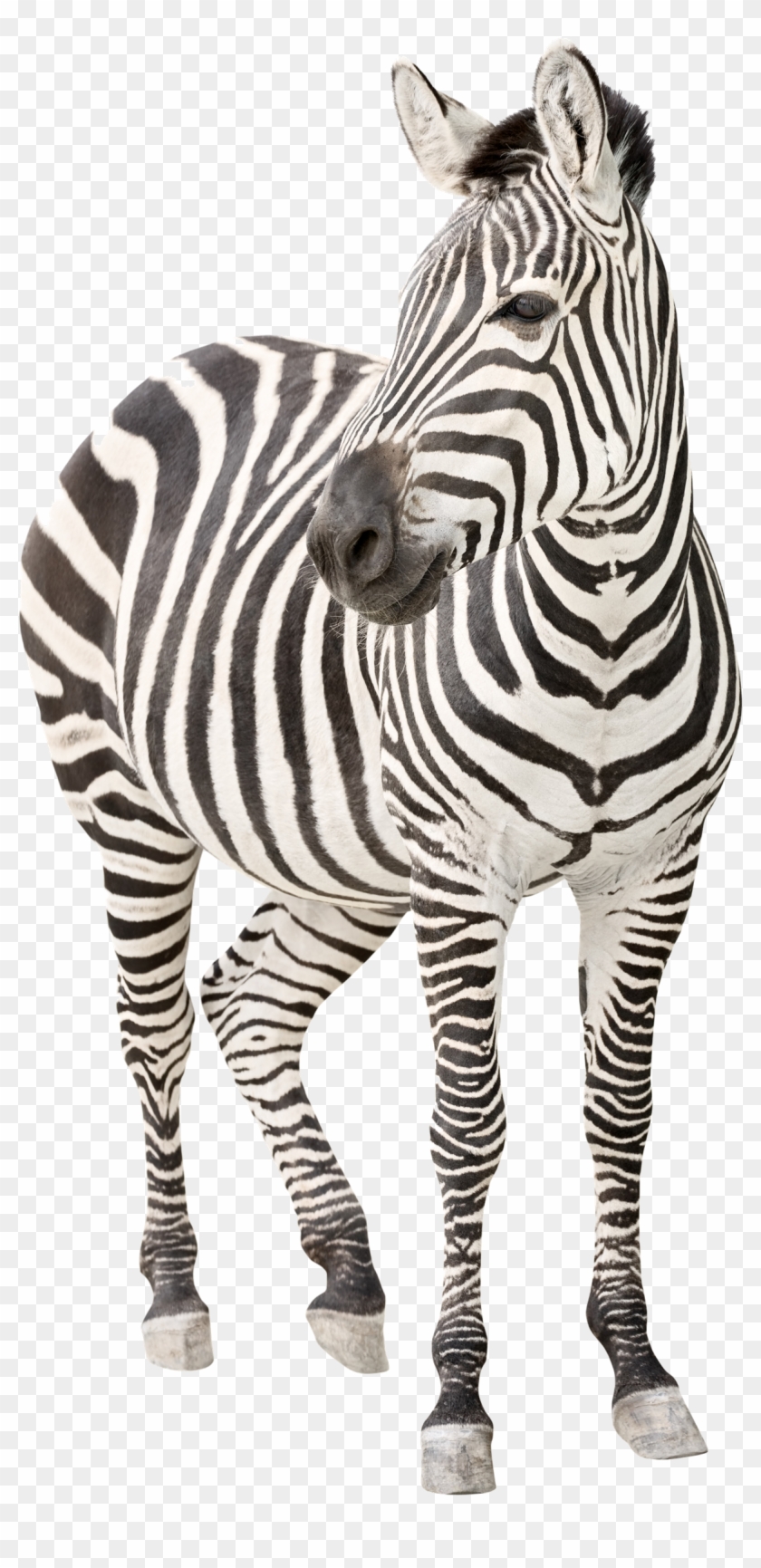 Zebra Png Transparent Image - Ehlers Danlos Syndrome Clipart #161182