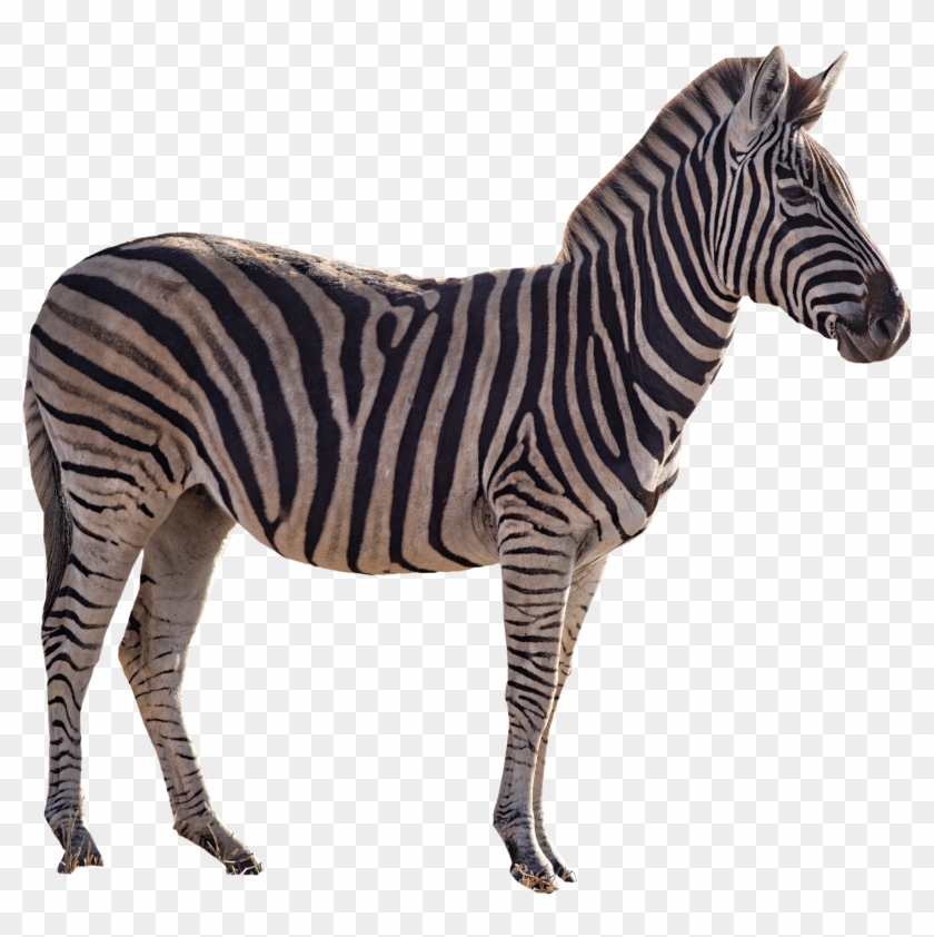 Zebra Clipart #161202