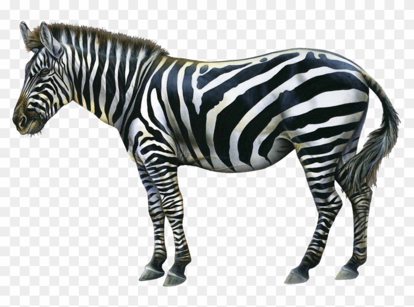 Zebra Png Image - Happy Birthday Zebra Clipart