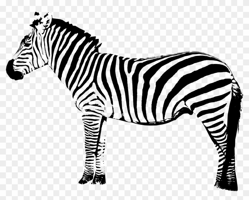 Png Image Information - Zebra Png Clipart