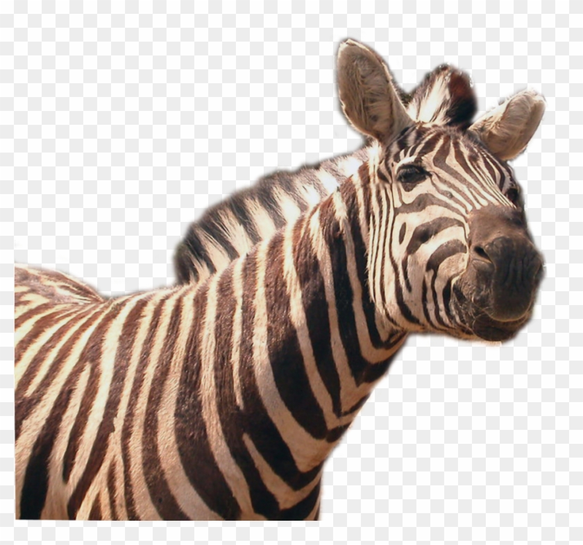 Zebra Png Image - Zebras Transparent Clipart #161460