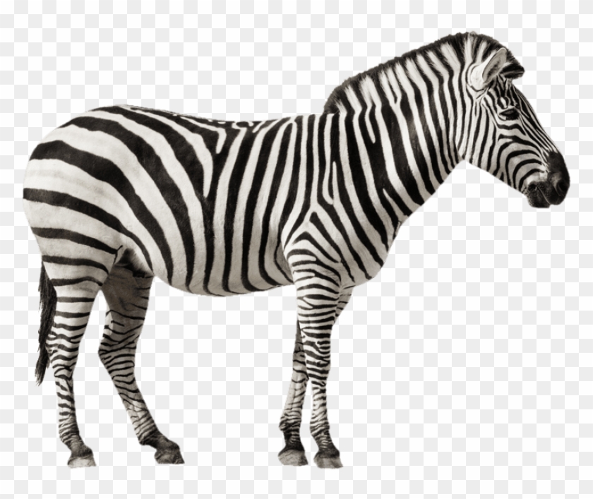 Free Png Zebra Free Desktop Png Images Transparent - Grant's Zebra Clipart #161558