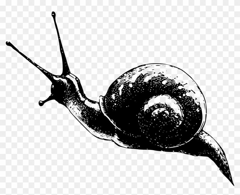 This Free Icons Png Design Of Snail 5 Clipart