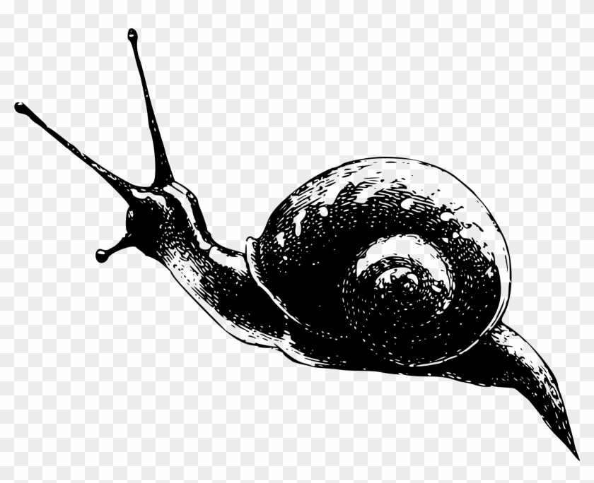This Free Icons Png Design Of Snail 5 Clipart #161562
