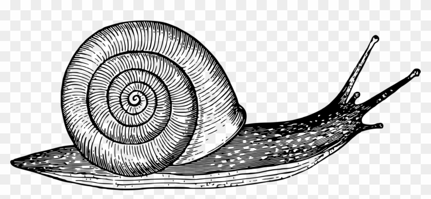 White Garden Snail Gastropods Seashell Gastropod Shell - Mollusca Black And White Clipart