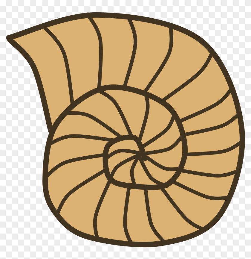 Big Image - Shell Fossil Clipart - Png Download