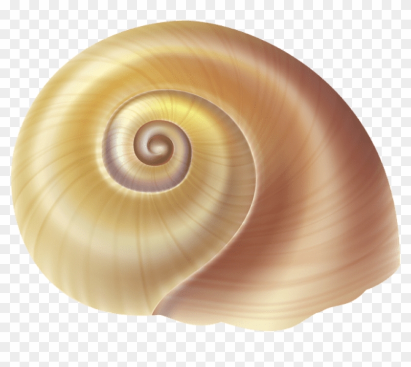 Free Png Download Sea Snail Shell Clipart Png Photo - Transparent Background Shells Png
