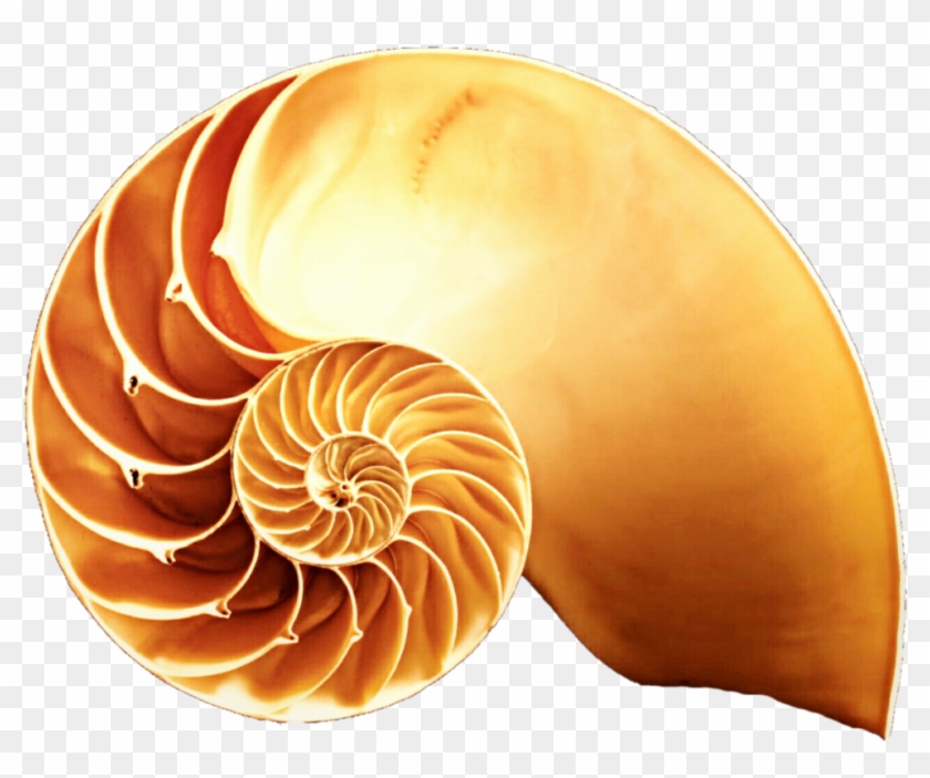 Png Transparent Stock Orange Cut In Half By Jeanicebartzen - Gastropod Shell Clipart #162702