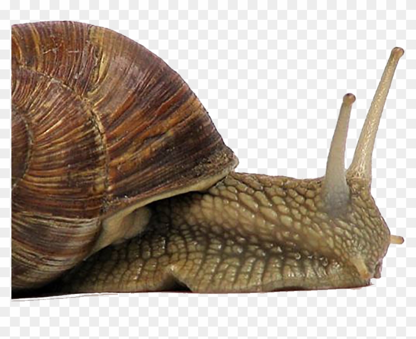 Snail - Christmas Snail Clipart #162941