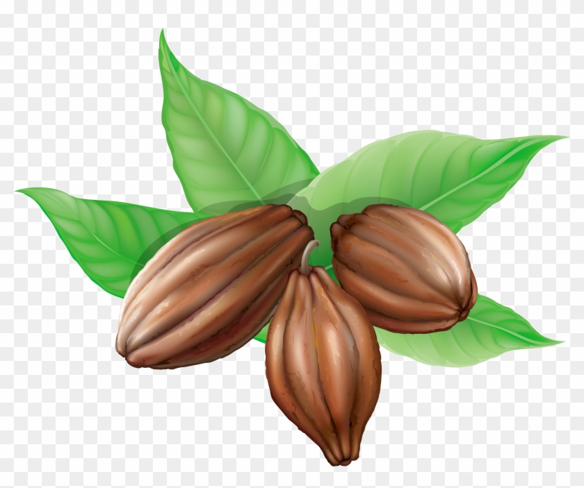 Cocoa Beans Png Clipart Picture - Cocoa Clipart Png Transparent Png
