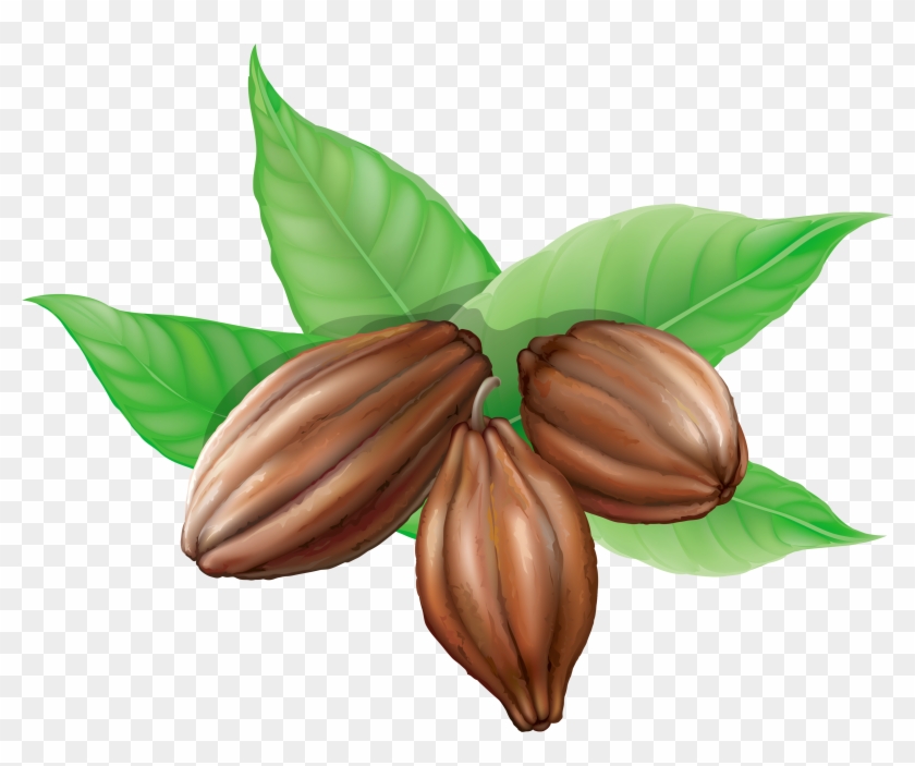 Cocoa Beans Png Clipart Picture - Cocoa Clipart Png Transparent Png #165950