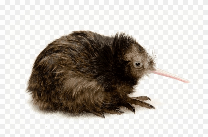 Free Png Download Kiwi The Bird No Copyright Png Images - Kiwi Bird Transparent Kiwi Clipart