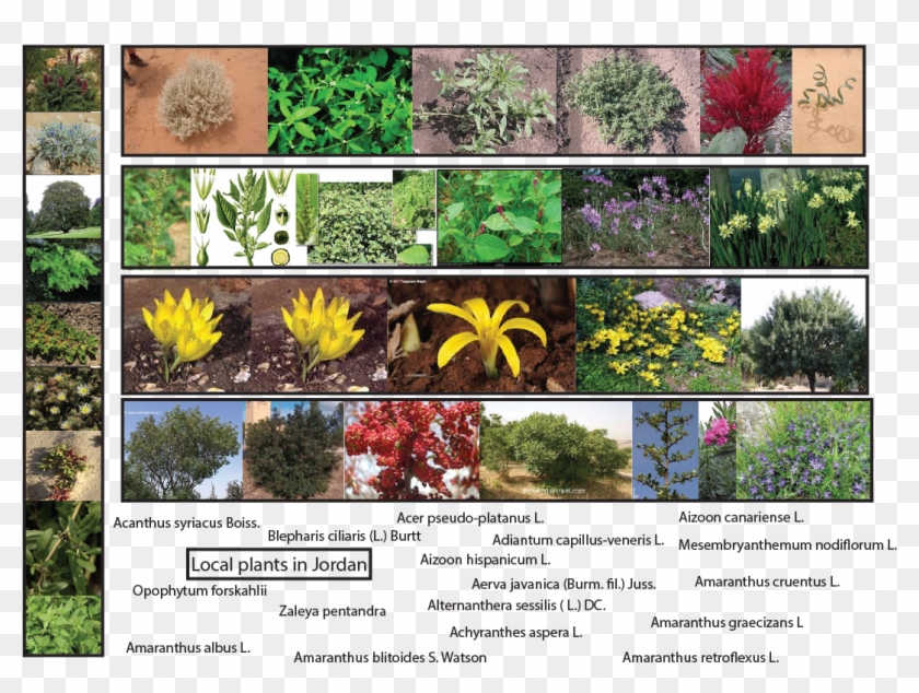 Plants In Jordan - Amaranthus Viridis Clipart #166836