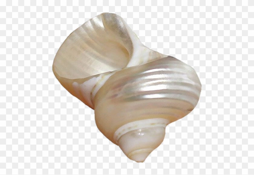 Png Transparent - Shell Clipart #167042