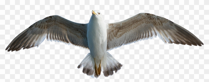 Γλάρος, Πουλί, Ζώο, Moewe Png Icons, Copyright Free Clipart