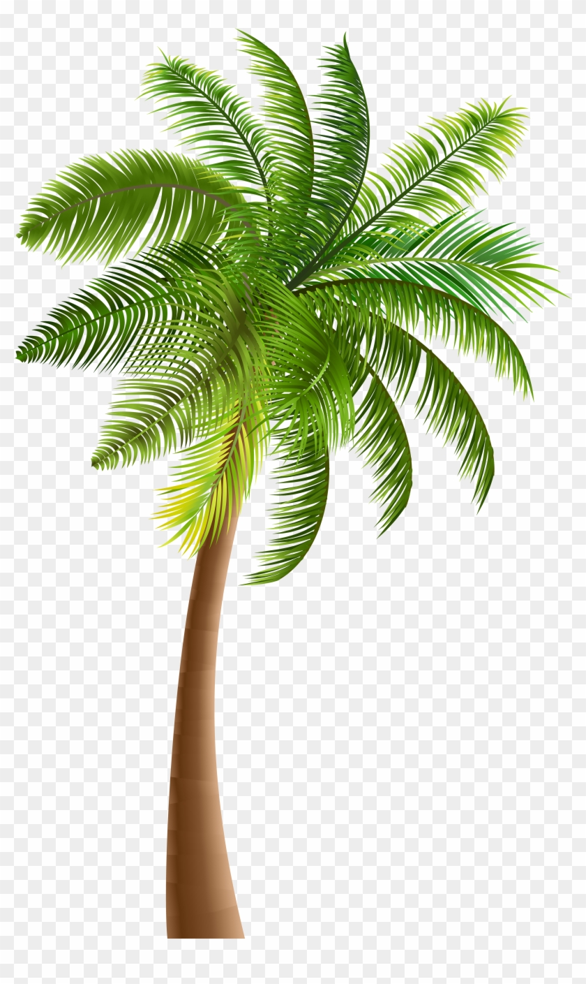 Palmera De Coco Png , Png Download Clipart #167333
