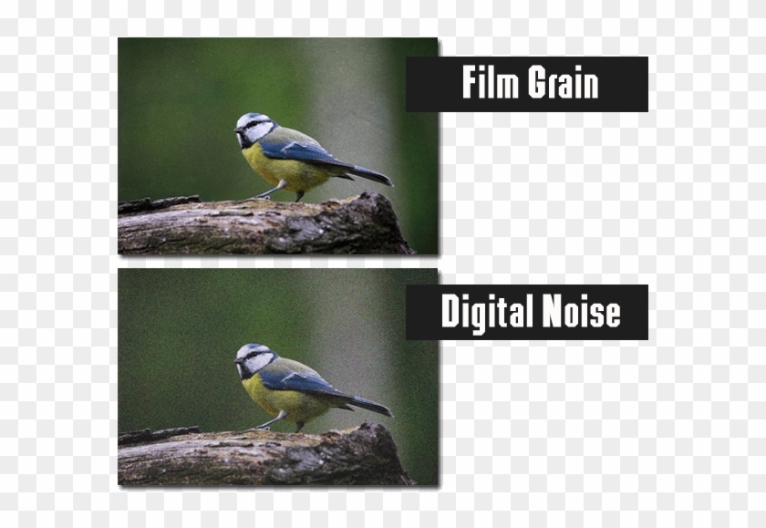 The Difference Between Digital Noise And Film Grain - Digital Noise Vs Film Grain Clipart #167638