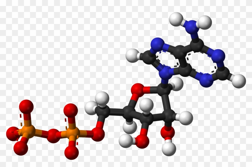 Adp Ballandstick - Ball And Stick Model Of Nucleic Acid Clipart #1600099