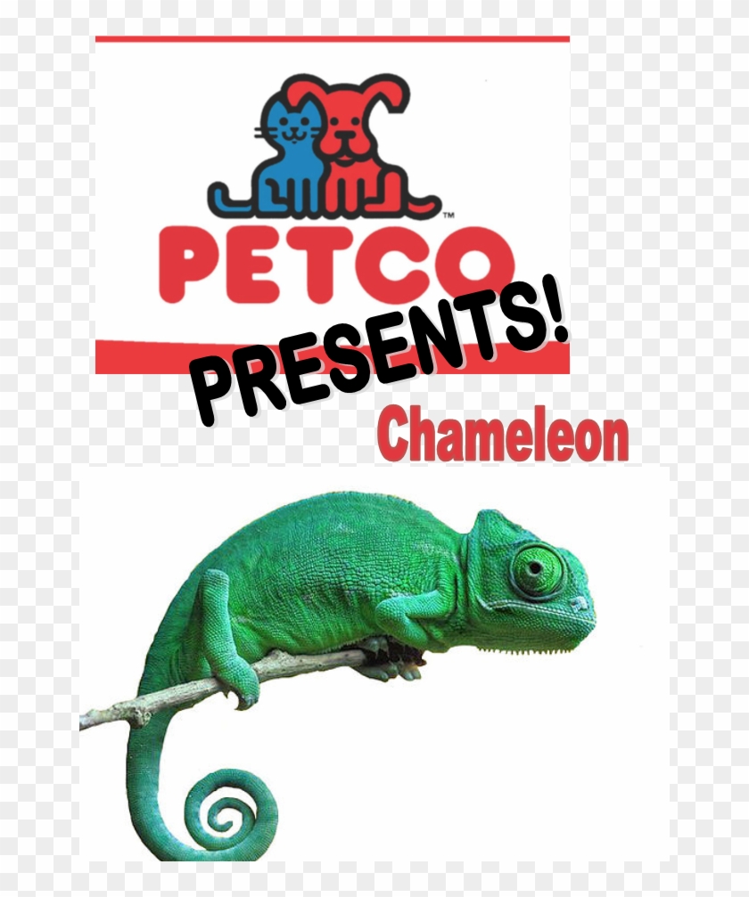 Petco Presents Chameleon - Petco Clipart #1600460