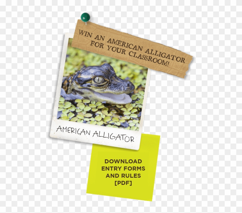 Education - American Alligator Clipart #1600767