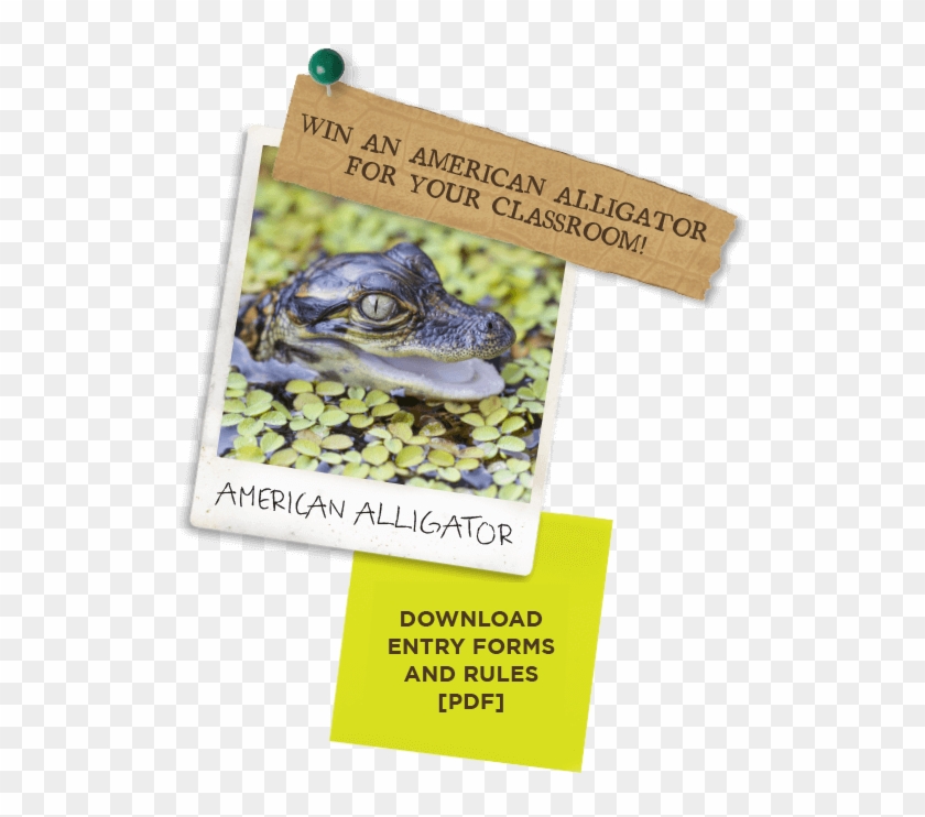 Education - American Alligator Clipart