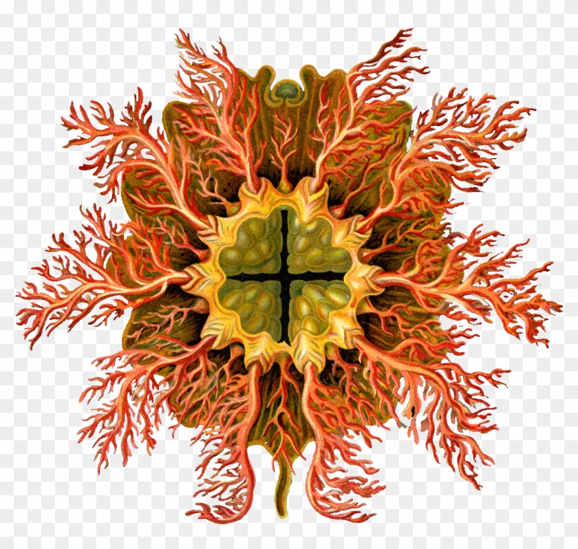 Ernst Haeckel Clipart