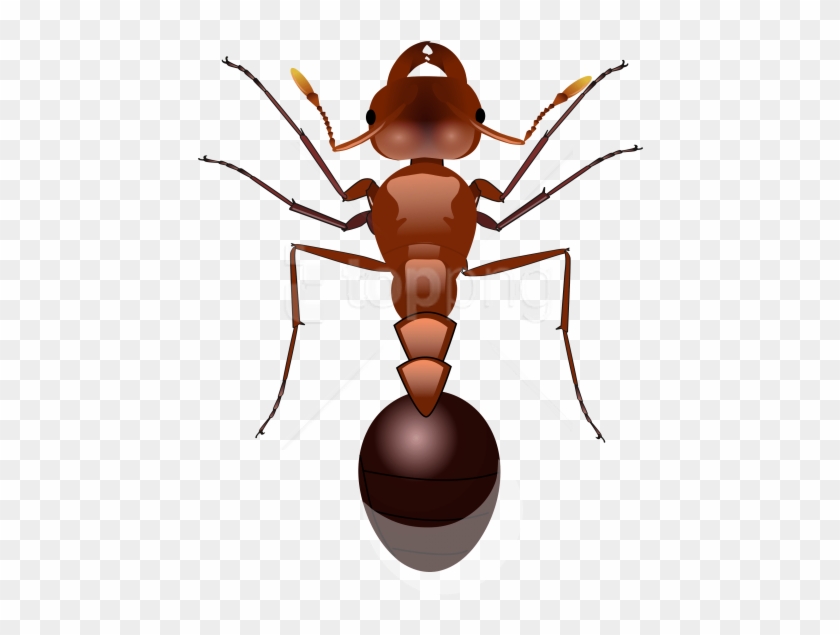 Free Png Ants Png Images Transparent - Fire Ant Png Clipart