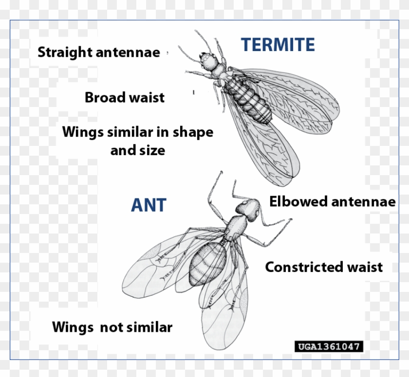 Difference Between Winged Carpenter Ants And Winged - Termite Princess Clipart #1603778