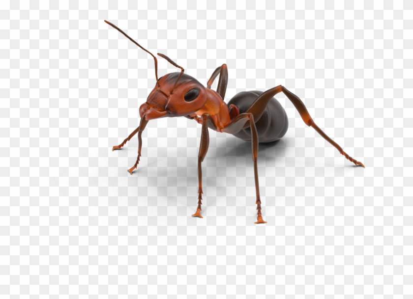 Ant Control Rockwall Texas First Response Lawn - Hornet Clipart #1604107