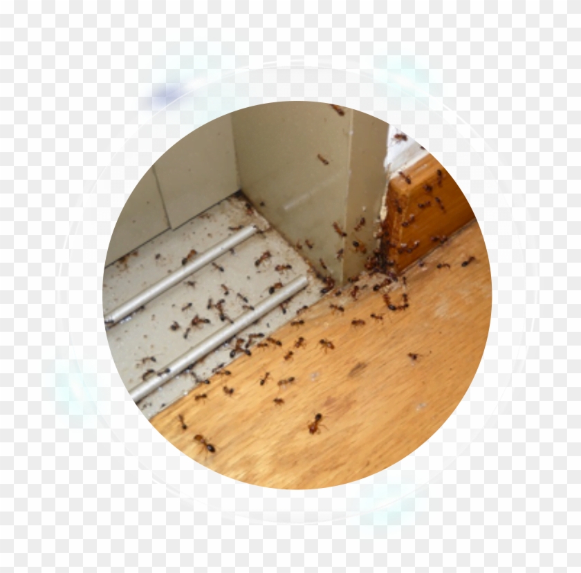 Plywood Clipart #1604184