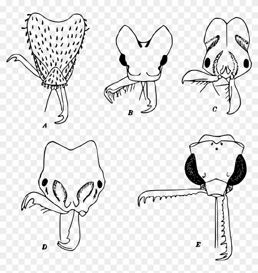 Open - Trap Jaw Ants Clipart